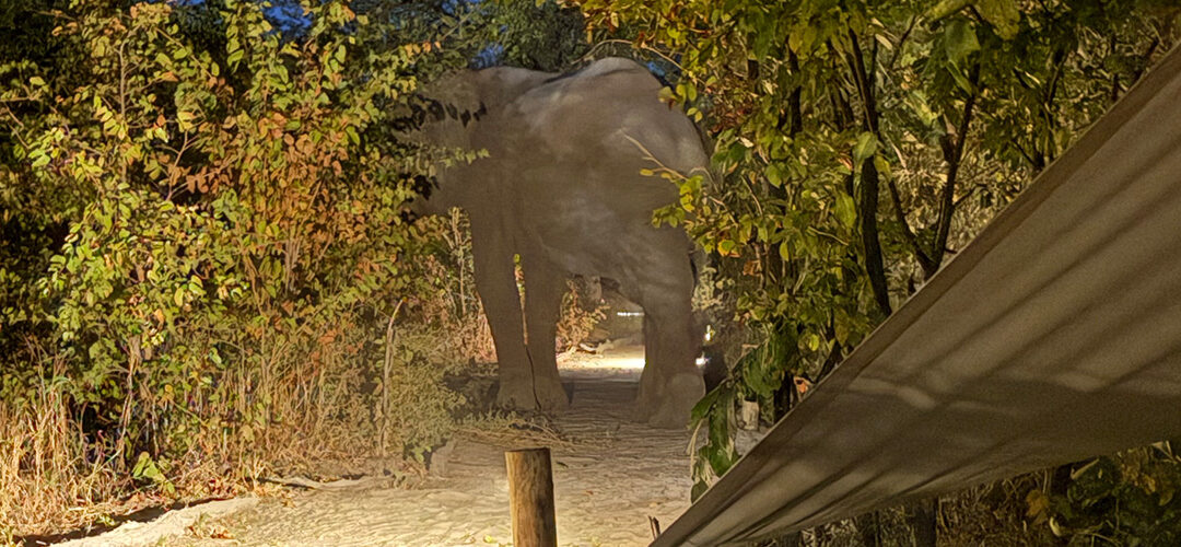The Night the Elephant Became My Guardian