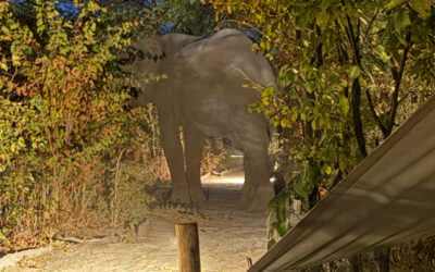 The Night the Elephant Became My Guardian